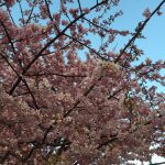 あざみ野に河津桜が１人、健気に咲いてます。
